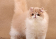 波斯猫眼睛是什么颜色的(一样吗)