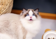 如何训练猫咪听话(方法)