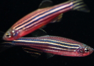 斑马鱼老了有什么特征（是什么样）