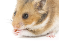 仓鼠能不能吃枣子(可不可以)