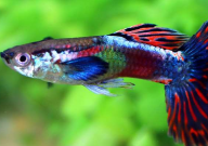 孔雀鱼吃苹果螺吗(会不会吃)