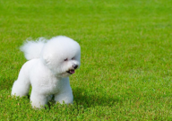 比熊不吃狗粮怎么办(妙招)