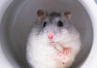 仓鼠可以吃焦糖味的瓜子吗(为什么)