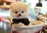 博美犬吐白色粘液怎么回事(为什么)