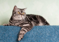 猫粮粗蛋白越高越好吗(高好还是低好)