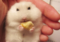 仓鼠可以吃葵花籽吗（为什么）