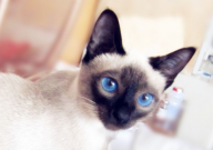 暹罗猫多大可以配种（比较好）