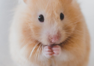 仓鼠窝里能放卫生纸吗（为什么）