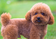 狗狗吃什么毛长得快(快些)