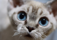 德文卷毛猫常见病（详解）
