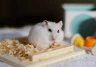 仓鼠宝宝几天断奶(注意事项)