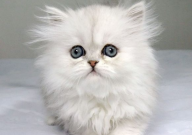 灰色波斯猫多少钱一只(幼崽)