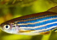 斑马鱼怀孕特征(是什么样子)