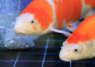 养日本锦鲤注意事项(有哪些)