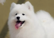 萨摩耶吐血是怎么回事(是什么病)