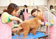 女生学宠物美容师怎么样(有前景吗)