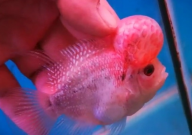 罗汉鱼多久退沙(一次)