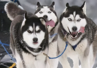 哈士奇为什么不听话（原因）