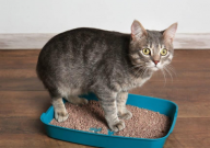 活性炭猫砂和膨润土猫砂哪个好(区别)