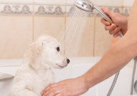 宠物狗洗澡注意事项(要注意什么)