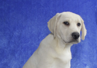 拉布拉多是不是很能吃（很贪吃吗）