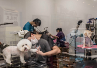 同城宠物店怎么找(详细的指南)