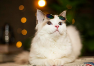 布偶猫为什么这么粘人(原因)