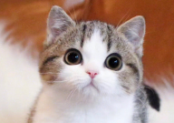 养几只猫最好(有说法吗)