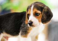 狗能认识主人的孩子吗（为什么）