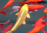 锦鲤鱼鳞掉了还能长吗(可以再生吗)