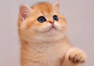 被宠物猫挠了出血了怎么办(处理)