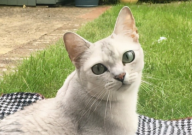 两个月的猫吃什么(补充营养)