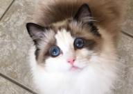 银渐层和布偶猫哪个贵(哪个更好养)