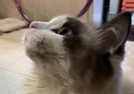 猫有黑下巴吃什么猫粮好(合适)