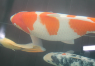 板井锦鲤的特点(是什么)