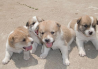 中华田园犬是纯种狗吗(为什么)