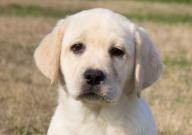 拉布拉多可以吃鱼肉吗（为什么）