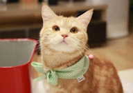 猫咪为什么绝育（原因）