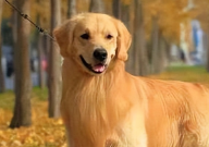 金毛能吃黄豆吗(怎么吃)