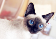 美短和暹罗猫哪个好（好养一点）