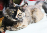 宠物猫尿闭怎么办(宠物猫尿闭的原因)