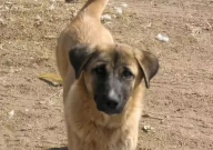 中华田园犬一般多重(正常)