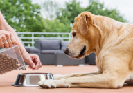 狗狗为什么不吃狗粮了(怎么回事)