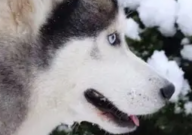 哈士奇的外形特点（是什么）