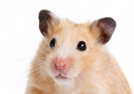 可以喂仓鼠吃苹果吗(为什么)