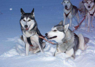 哈士奇能吃玉米吗（有营养吗）