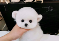 比熊大便稀是什么原因(怎么回事)