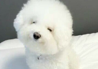 比熊毛打结严重怎么办(怎么处理)