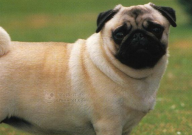 巴哥犬掉毛厉害吗(严重吗)