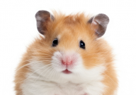 仓鼠可以吃猫条吗(怎么喂)